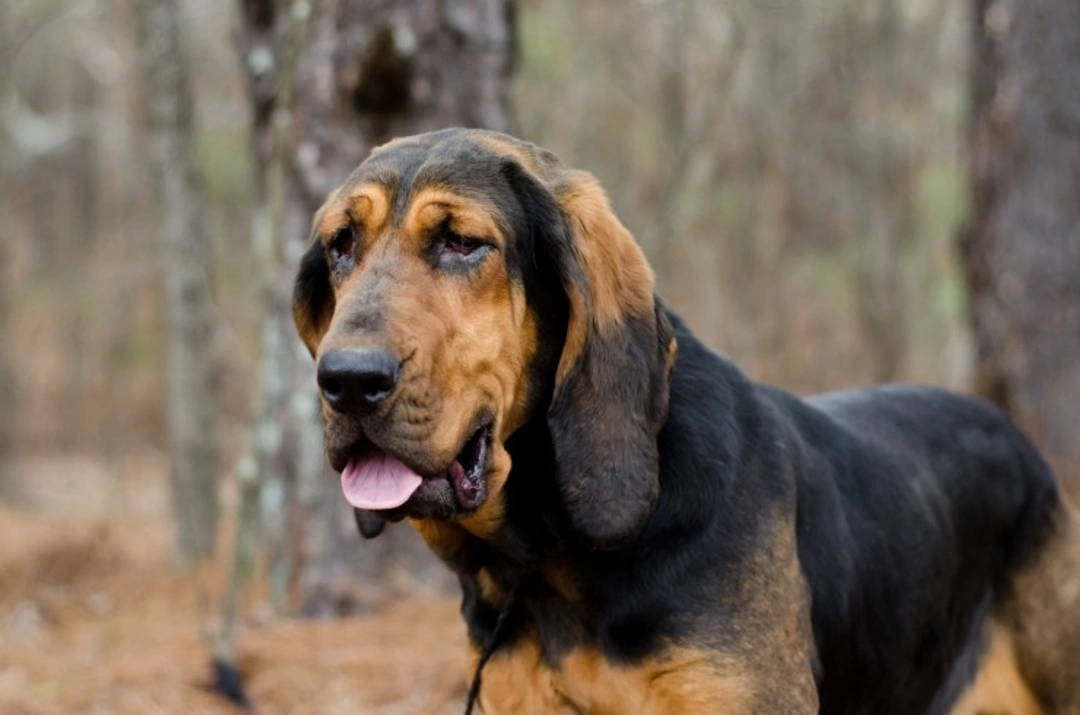 Health Screening Guide for Multi-Ocular Defects in Dogs