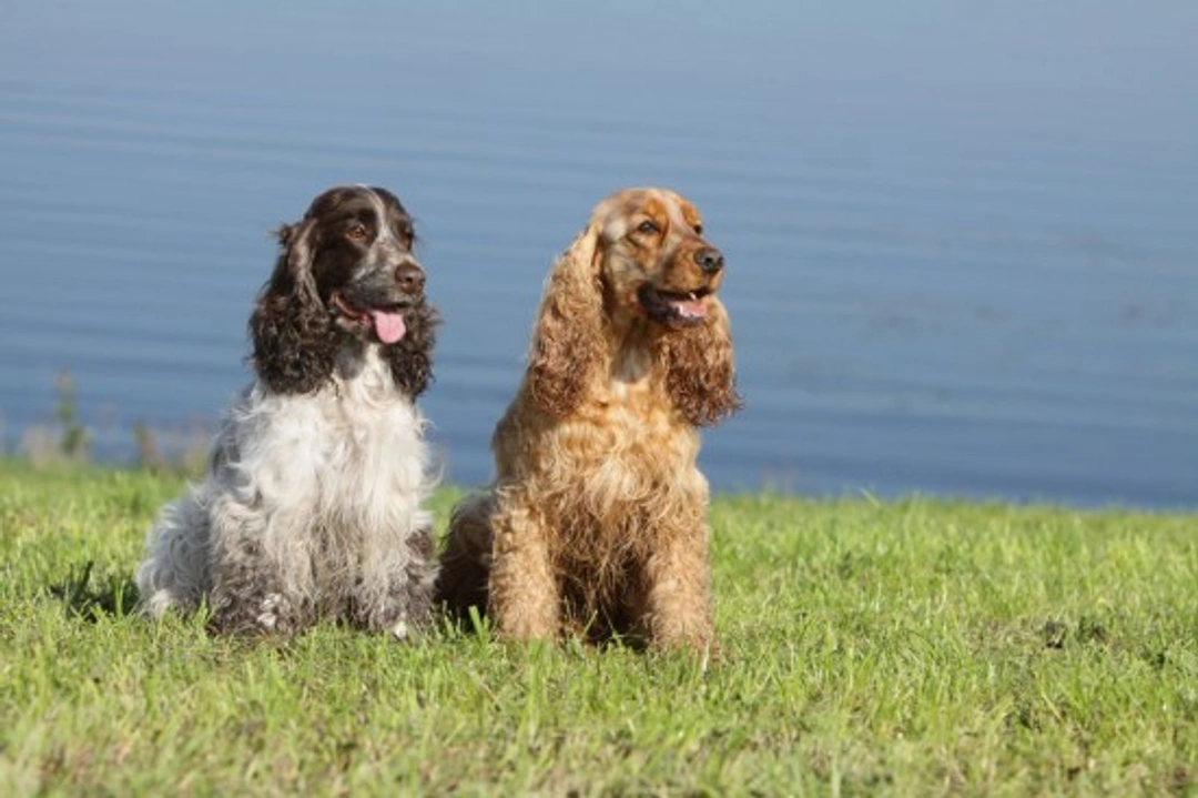 Werkende versus Show Cocker Spaniel: Welke past bij jouw leven?