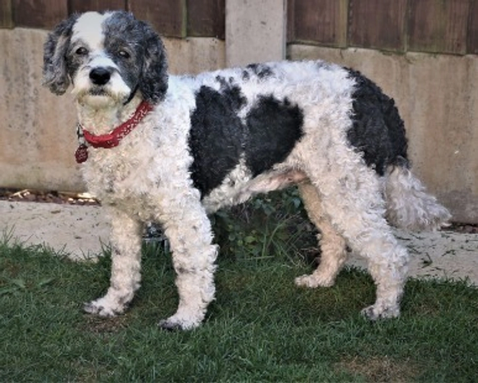 Designer Dogs o Mixed Breeds: razze di cani incrocio fra razze pure