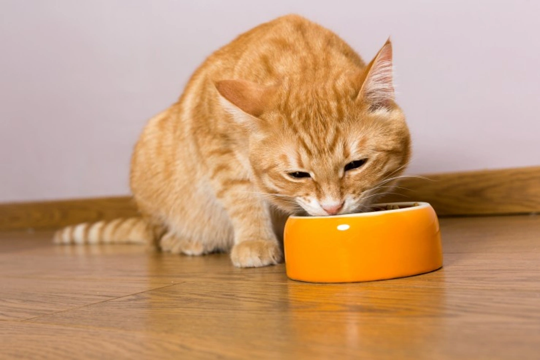 What to Feed Cats Suffering from Cancer: Essential Diet Tips