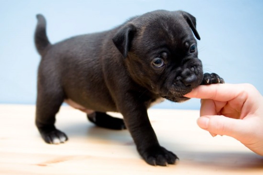 Dealing with a Snappy Puppy: Effective Training Tips