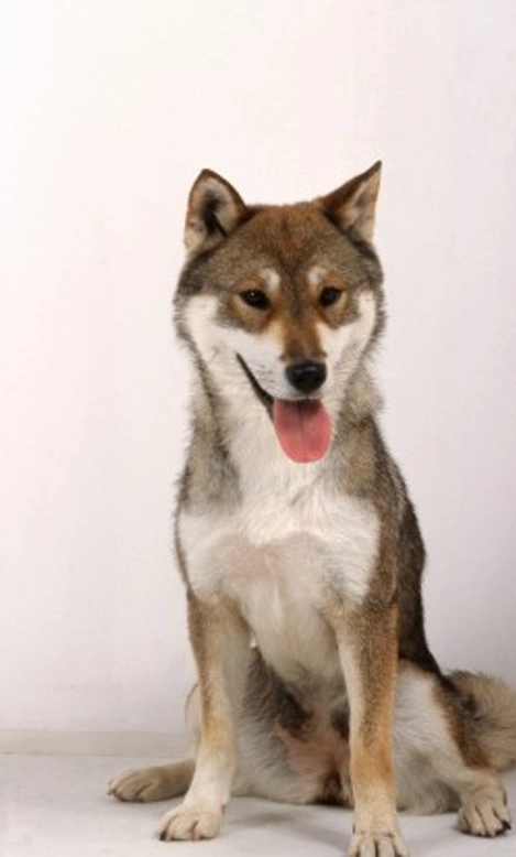 Shikoku Dog Breed: Temperament, Care & Puppies