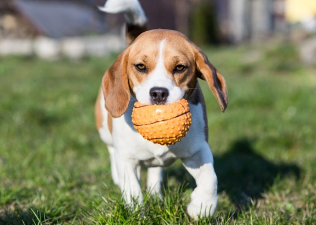 4 ways to teach your dog or puppy better bite inhibition