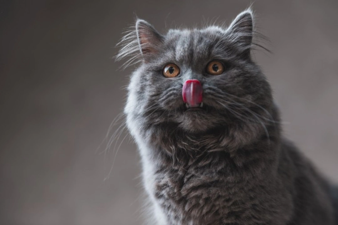 10 Must-Know Facts About the British Longhair Cat in 2025