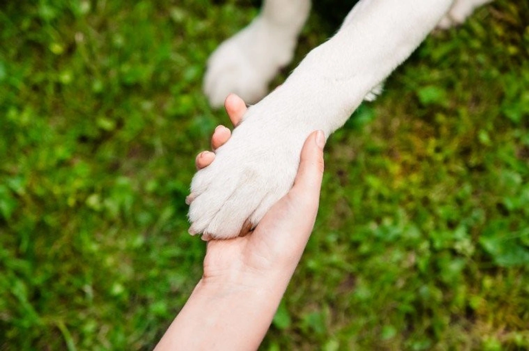 Why Having a Dog Is the Ultimate Long-Term Relationship
