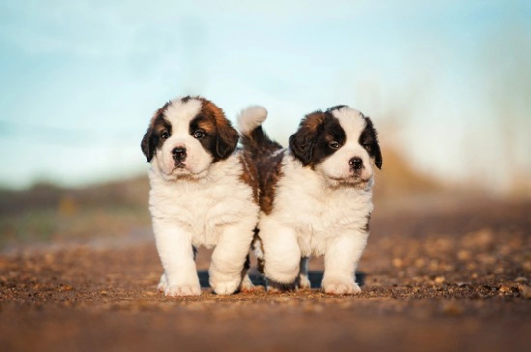 Assessing Potential New Owners for Your Puppies or Dog