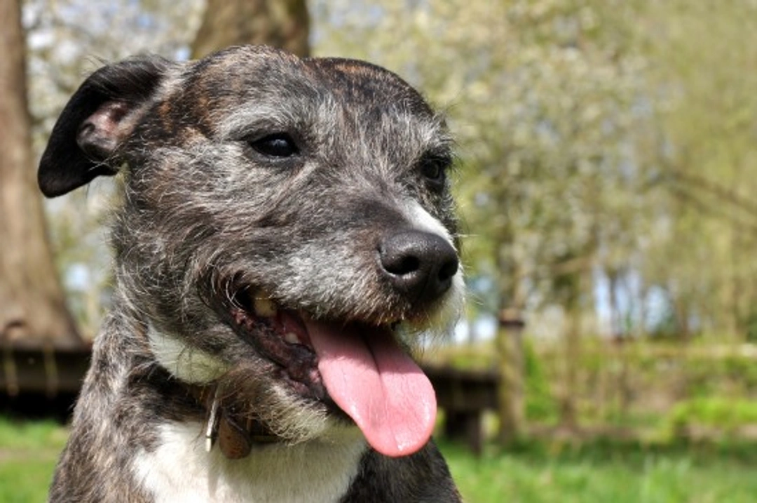 The Behaviour of Mature Dogs Aged 8-10 Years