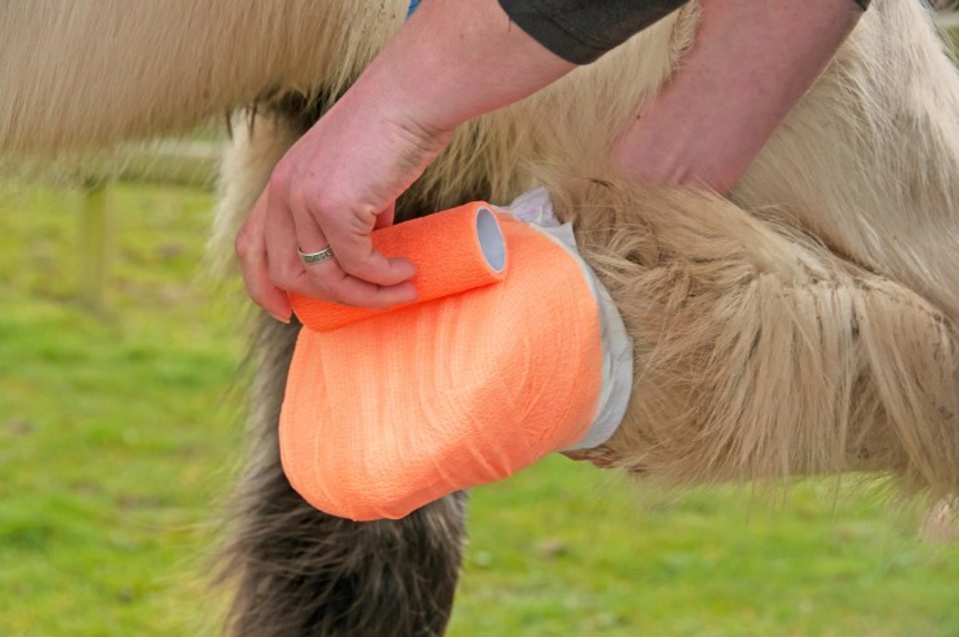 How to Poultice Your Horse's Hoof Yourself: Step-by-Step Guide
