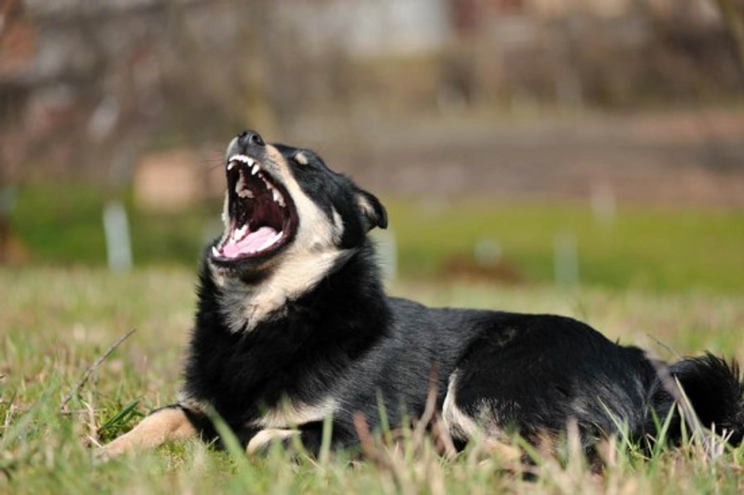 Dog Barking: Step-by-Step Guide to Stop Excessive Barking