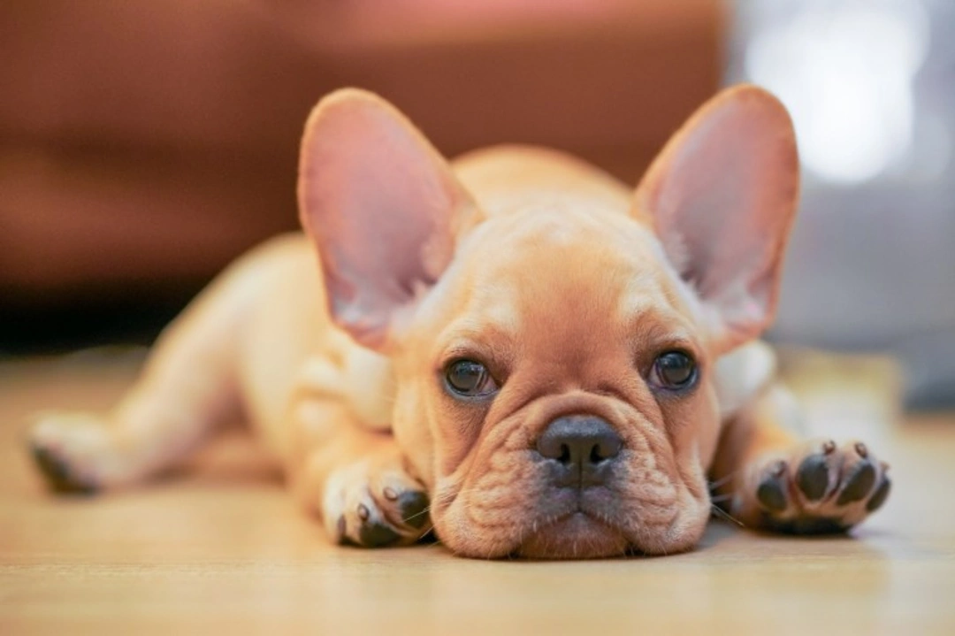 How to Train a French Bulldog Puppy: Easy Tips for Smart Pup Care