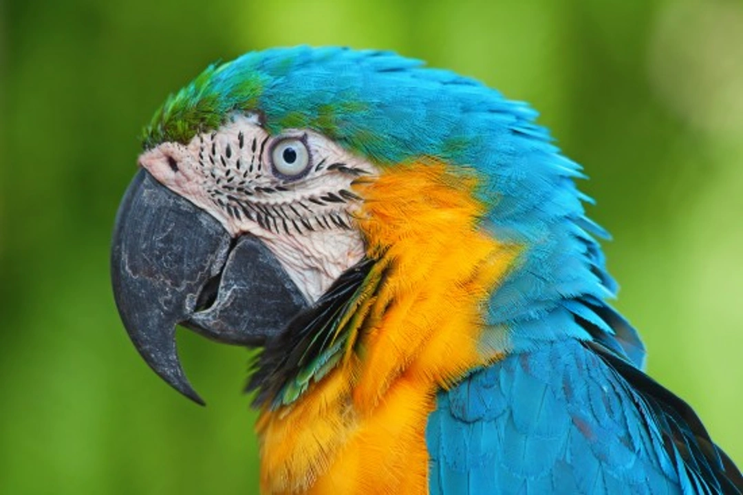 Blue and Gold Macaw: Care, Feeding, and Keeping Guide