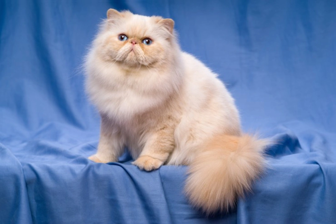 Skin Problems Common to the Persian Cat Breed: Causes & Care