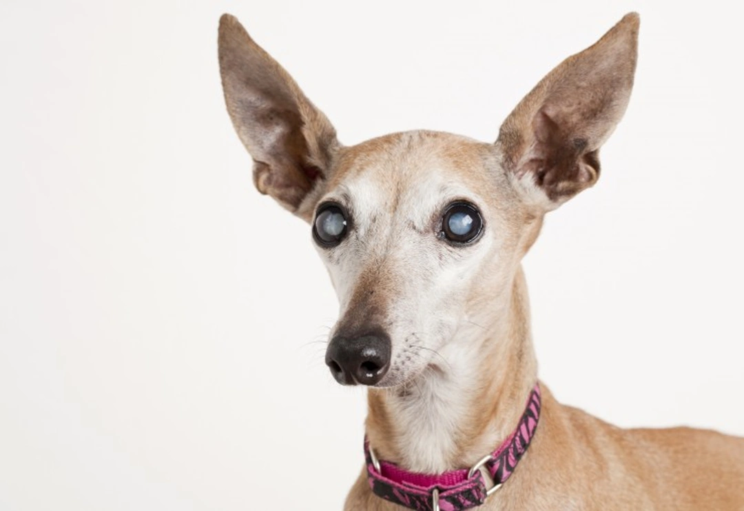 Understanding the Canine Eye Registration Foundation (CERF)