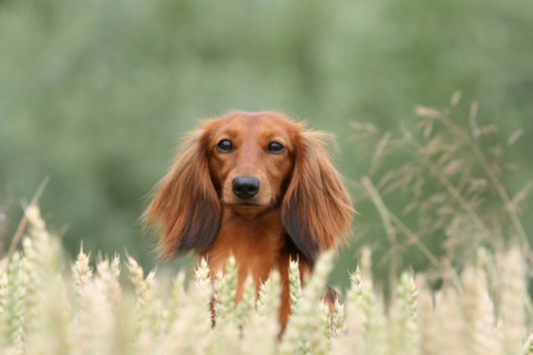 Fibre, Grains & Fillers: What Does Your Dog Really Need?