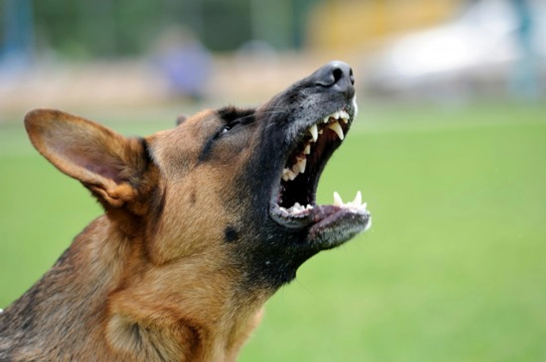 What Factors Trigger Aggressive Behaviour in Dogs?