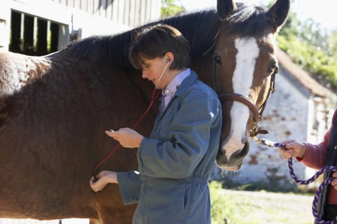 Pre-Purchase Vetting Reveals Heart Conditions in Horses