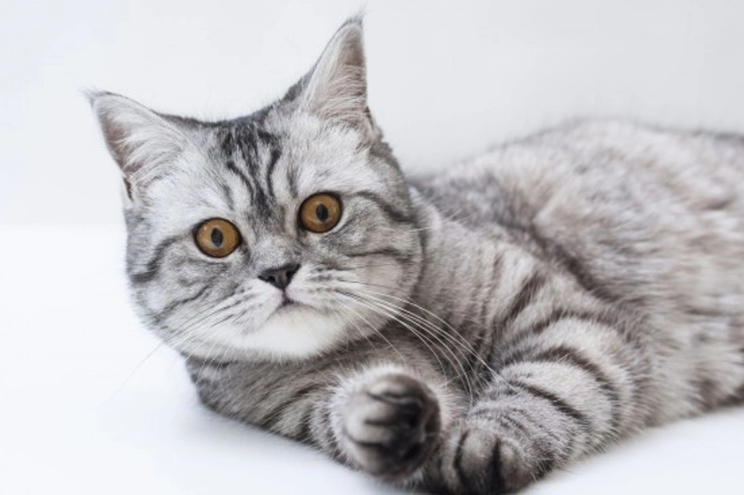 Hair loss in cats: Causes and care for feline alopecia