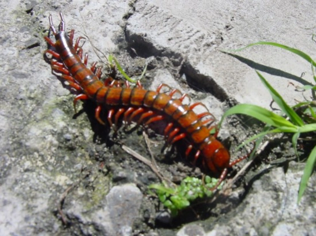 Caring for a Pet Centipede: Essential Care Tips