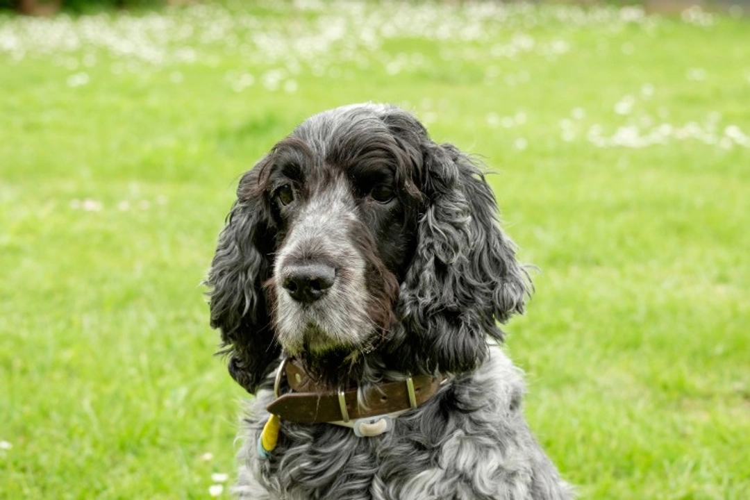 Insulinoma in Dogs: Symptoms, Diagnosis & Treatment