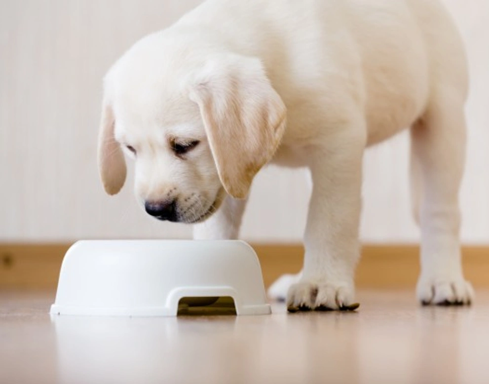 Making the right choices when feeding your puppy