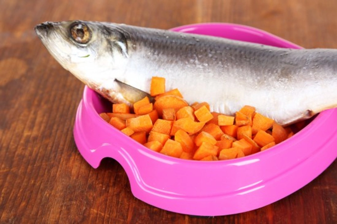 Can Dogs Eat Fish? Benefits and Safety Tips