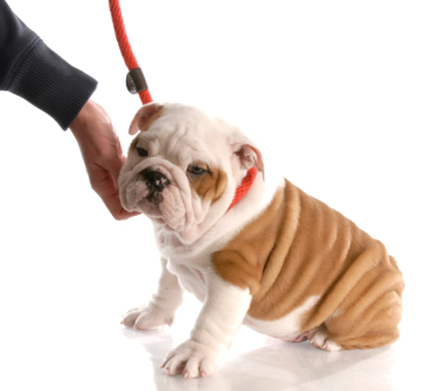 La importancia de la sociabilización de los cachorros para la prevención de futuros problemas de comportamiento