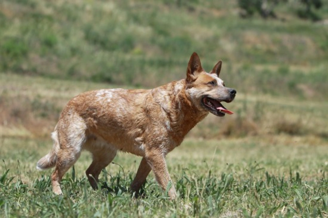 Australian Cattle Dog: Temperament, Personality & Behavior Guide