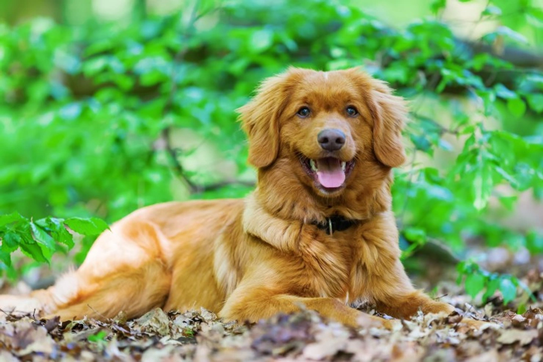 Cleft Lip, Palate & Syndactyly Testing for NS Duck Tolling Retrievers