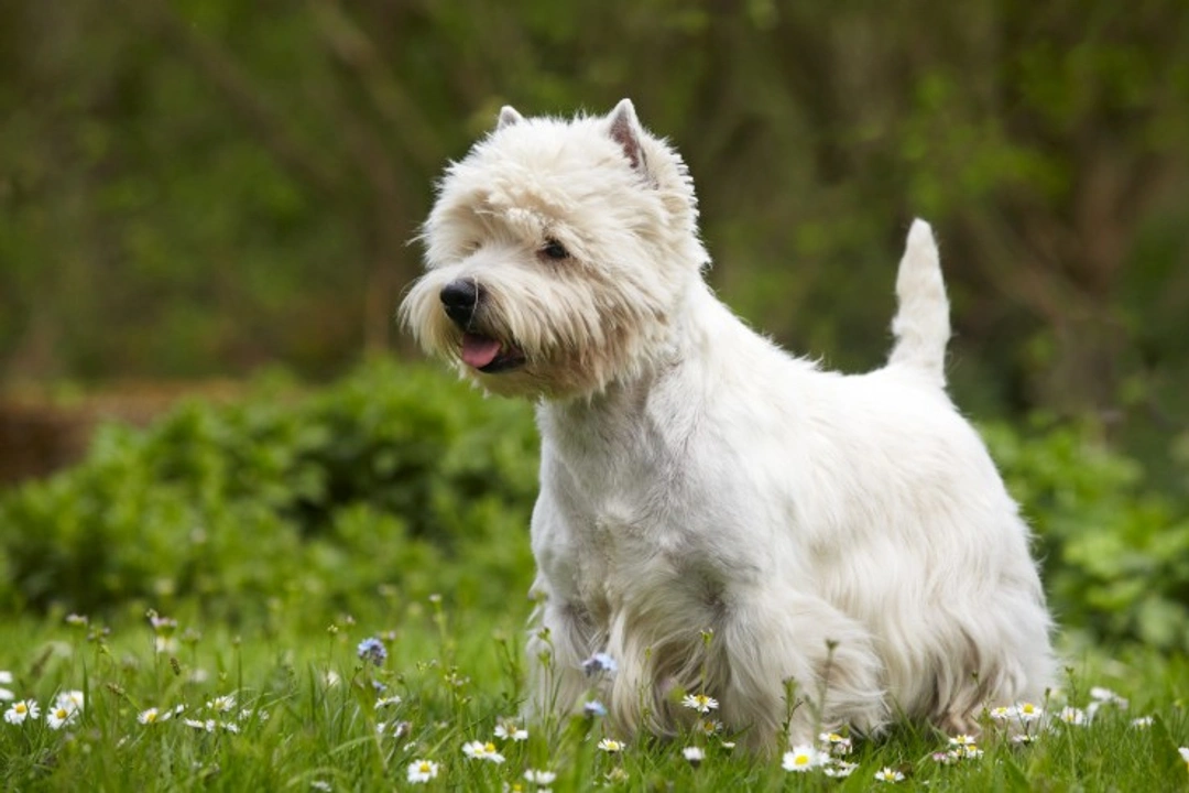 Spotlight on West Highland White Terrier – Crufts Winner 2025