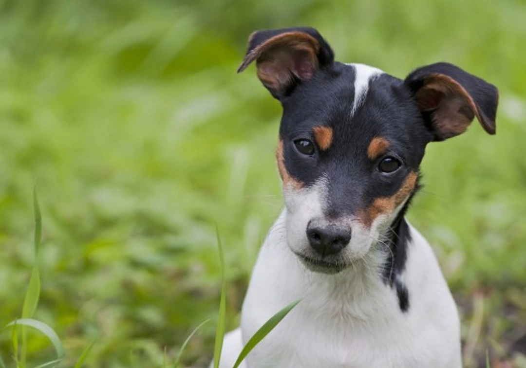 Keeping Terrier Dogs Happy: Care Tips for Energetic Pets