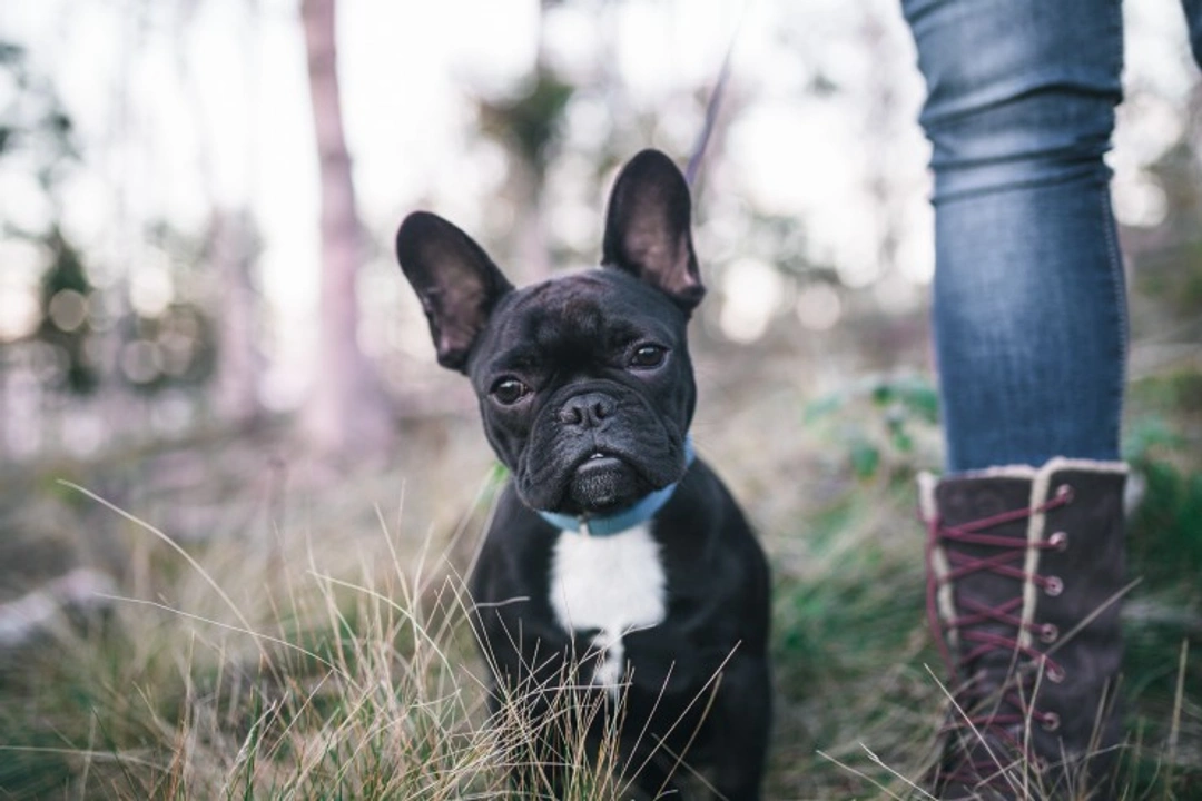 10 Essential Facts About French Bulldogs Before You Buy