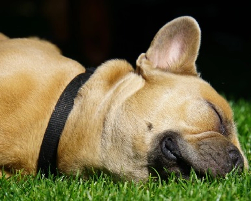 Bulldog francese: carattere e curiosità