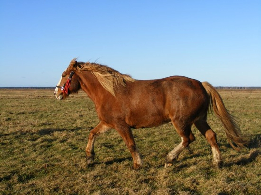 Understanding Heavy Horses: The Powerful Draft Breeds