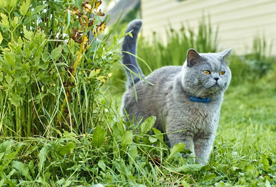 Why Cats Bush Up Their Tails: 5 Key Reasons Explained