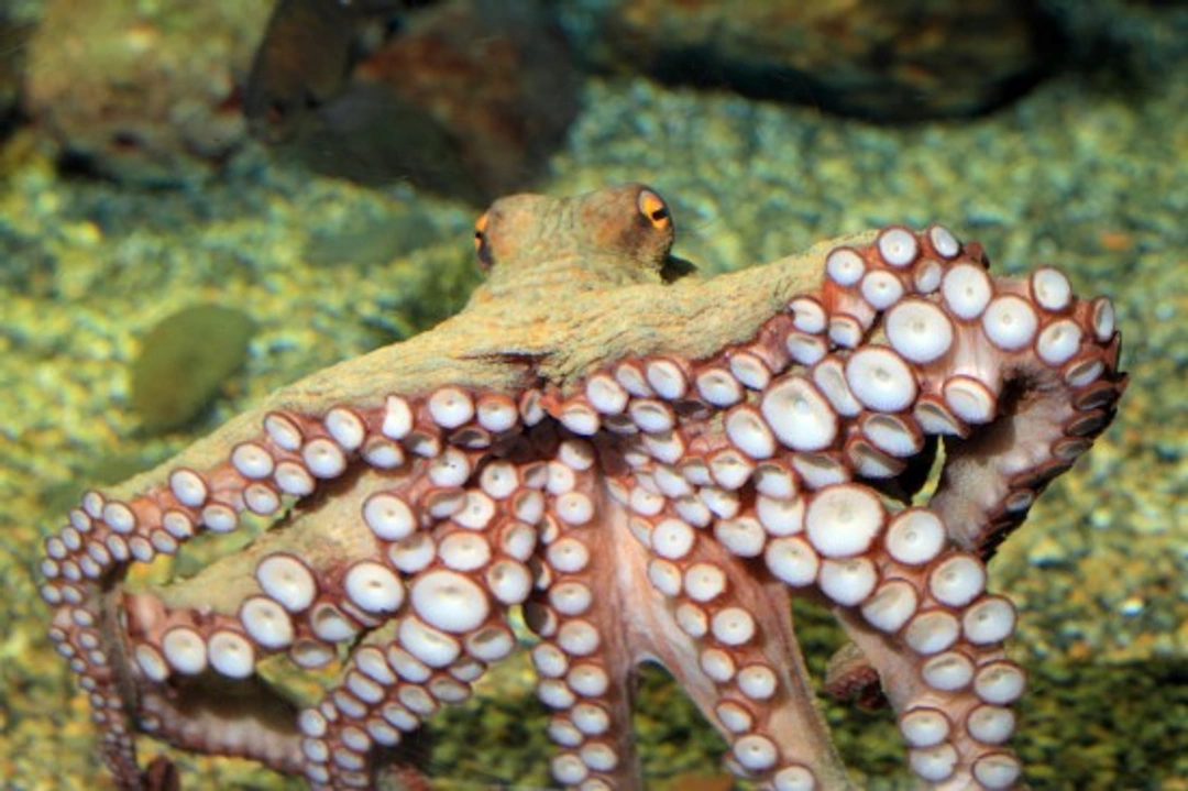 Keeping an Octopus as an Aquarium Pet: A Complete Guide