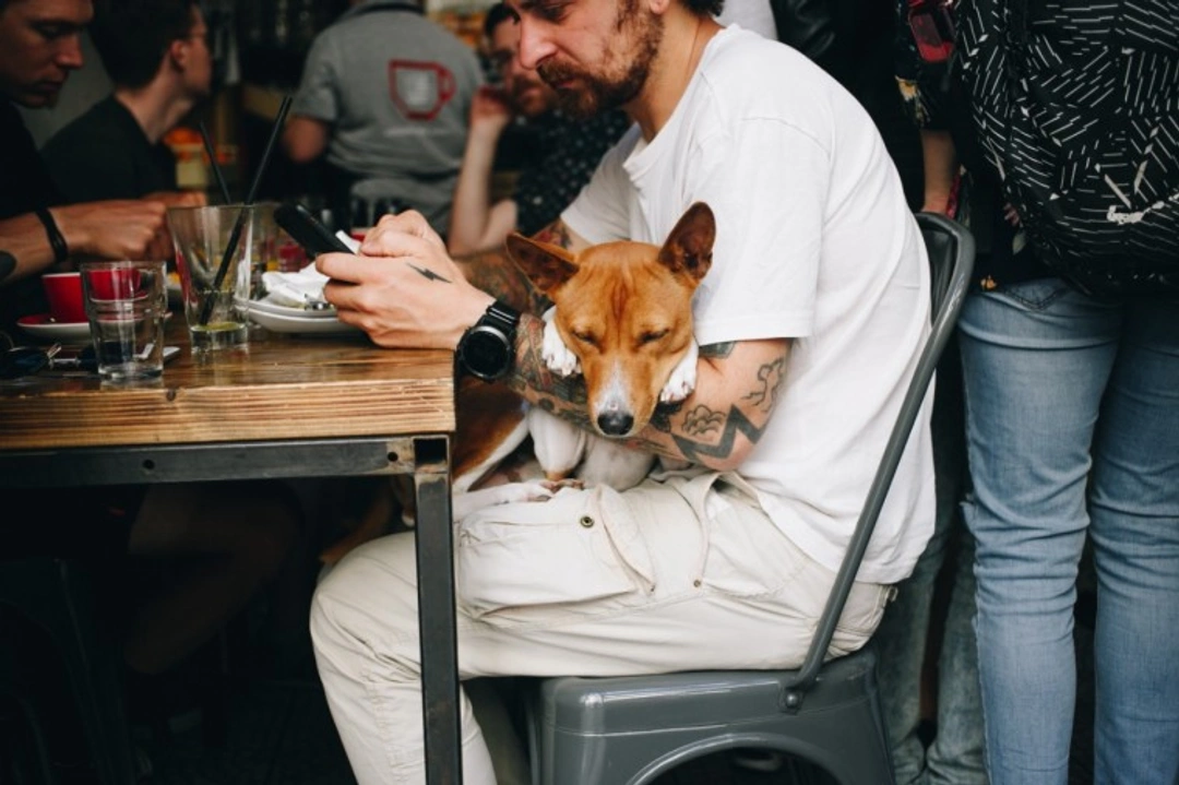 The four different types of Public Spaces Protection Orders that can affect dog owners in England