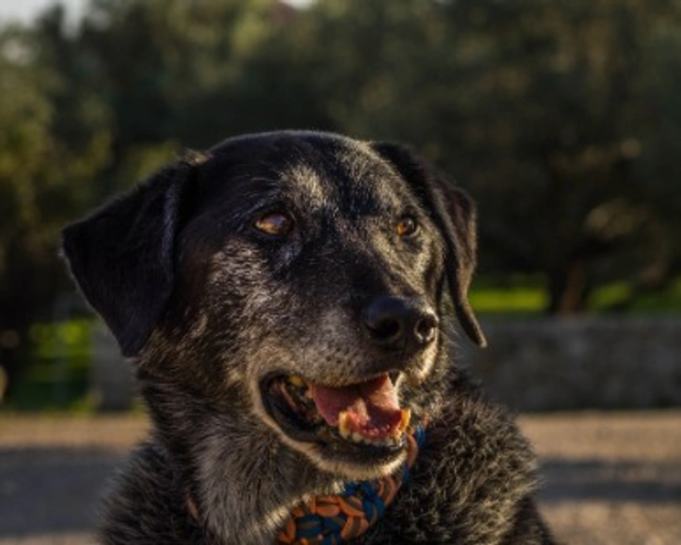 Associazioni animali:  Noi Quattro Zampe