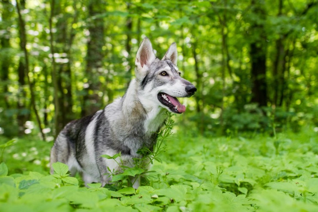 Caution on buying wolf-dog lookalikes as Game of Thrones ends