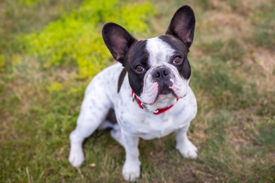 Owning a French Bulldog: Essential Care and Considerations