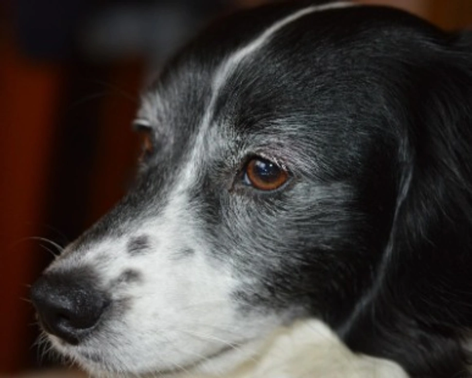 Associazioni animali: Cani di Orsola