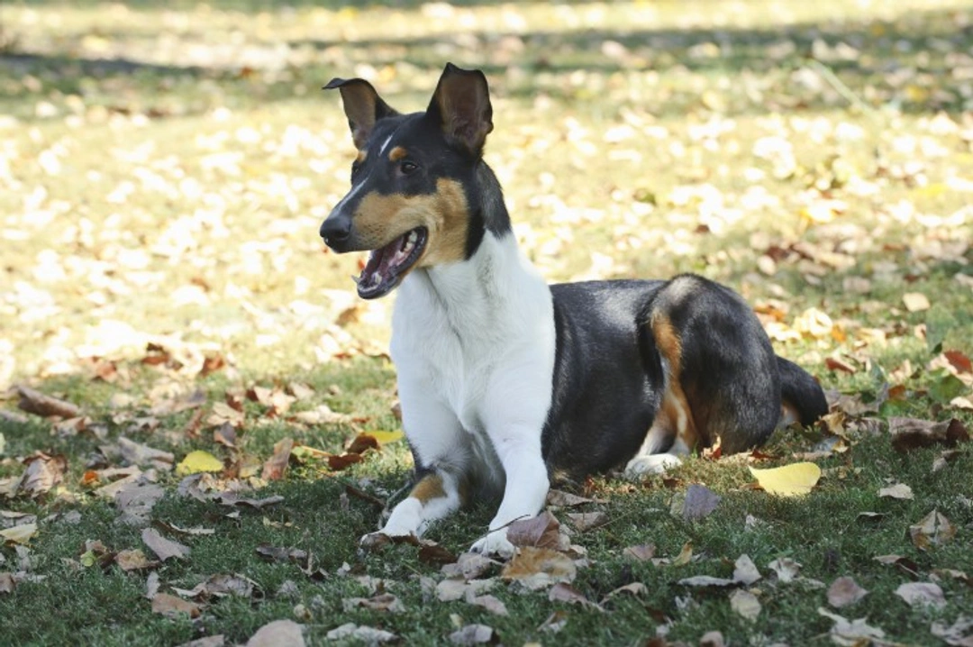 Pancreatitis in Smooth Collie: Causes, Symptoms & Treatment