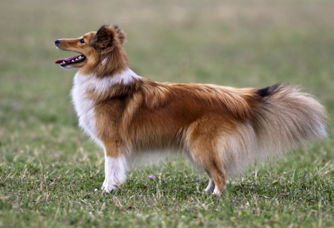 Shetland Sheepdog Health & Hereditary Testing Guide
