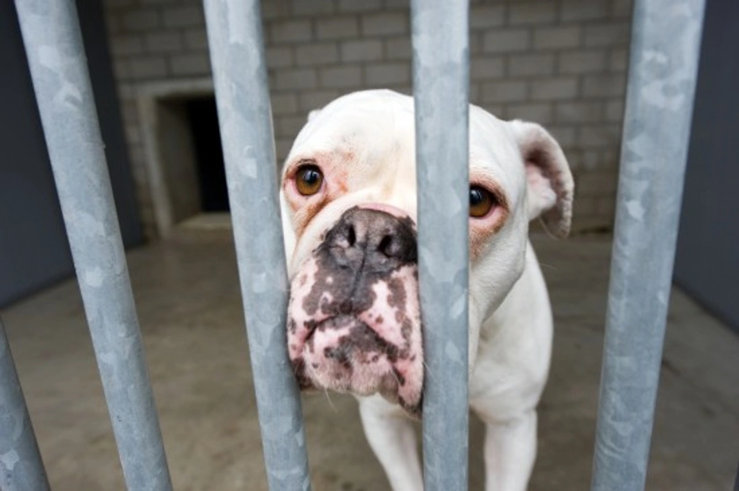 How to Choose the Right Dog from a Rehoming Shelter