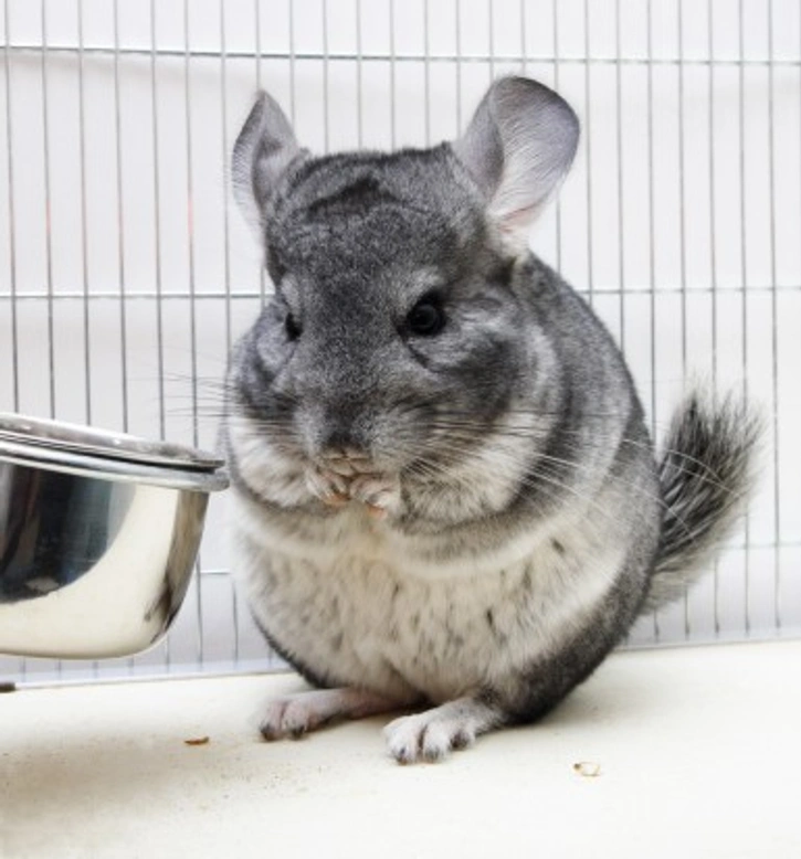 Best Diet for Chinchillas: What to Feed Your Pet