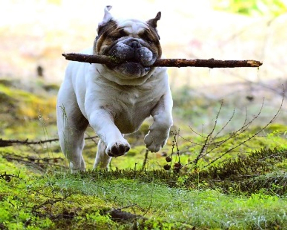 Bulldog inglese: prezzo di un cucciolo e carattere