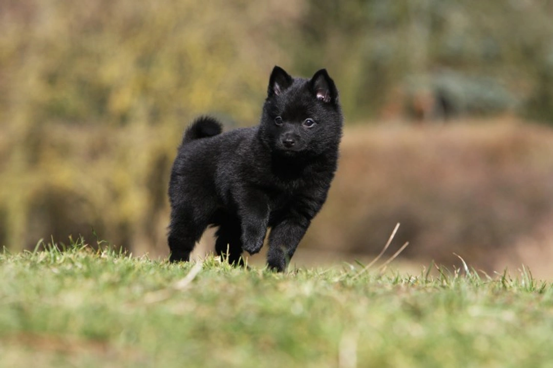 MPSIIIB in Schipperke Dogs: Causes, Symptoms, and Testing