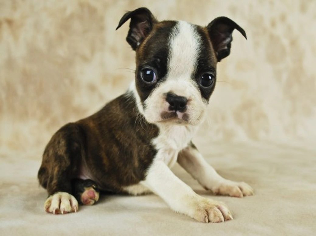 Health Issues Commonly Seen in Boston Terriers