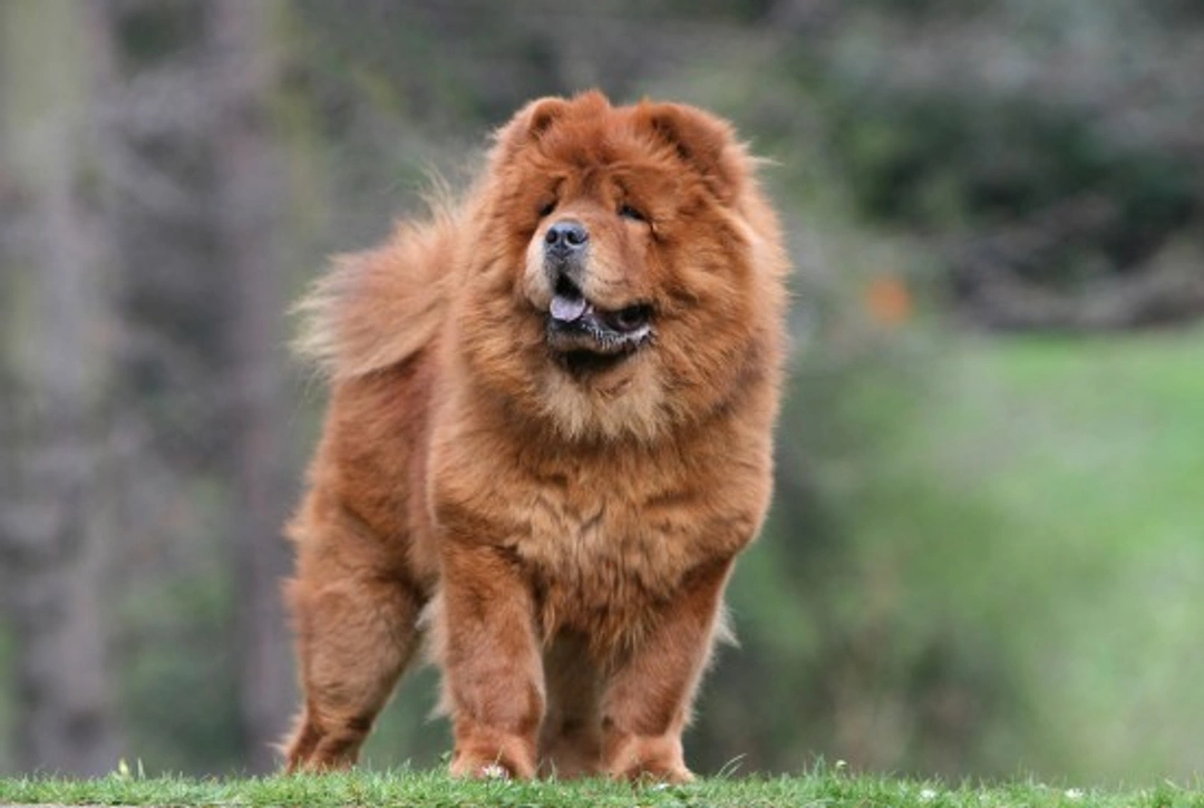 Expert Tips to Keep Your Chow Chow's Coat Stunning
