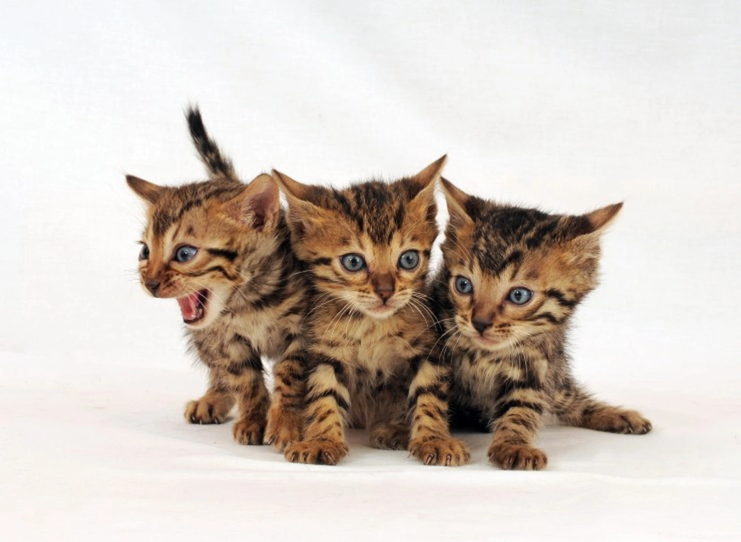 Cat Breeding: Essential Tips to Help Your Kittens Grow Up