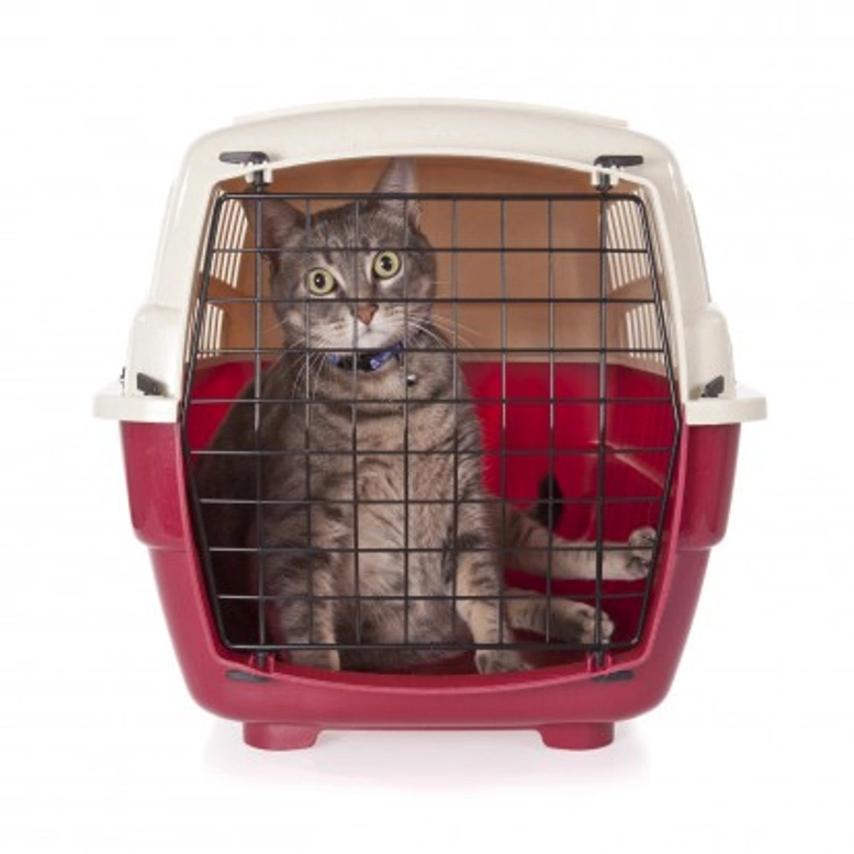 How to Get Your Cat to Accept a Cat Carrier: Step-by-Step Tips